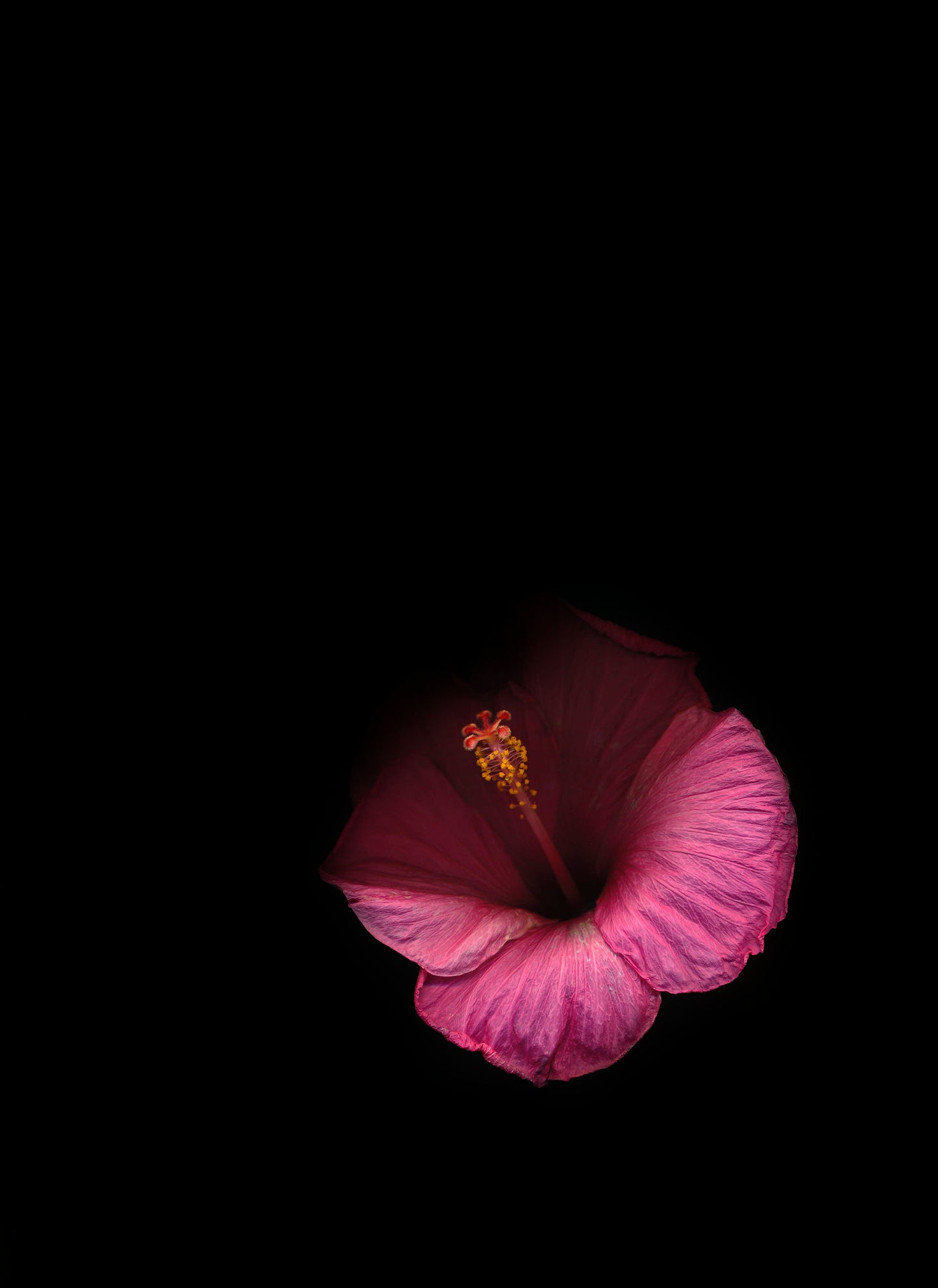 8x10 Pink Hibiscus