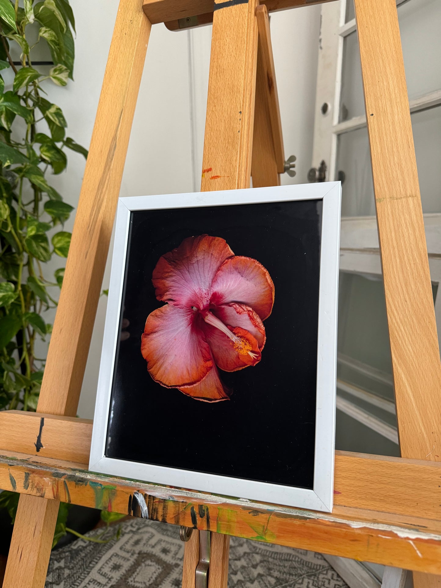8x10 Hibiscus Flower