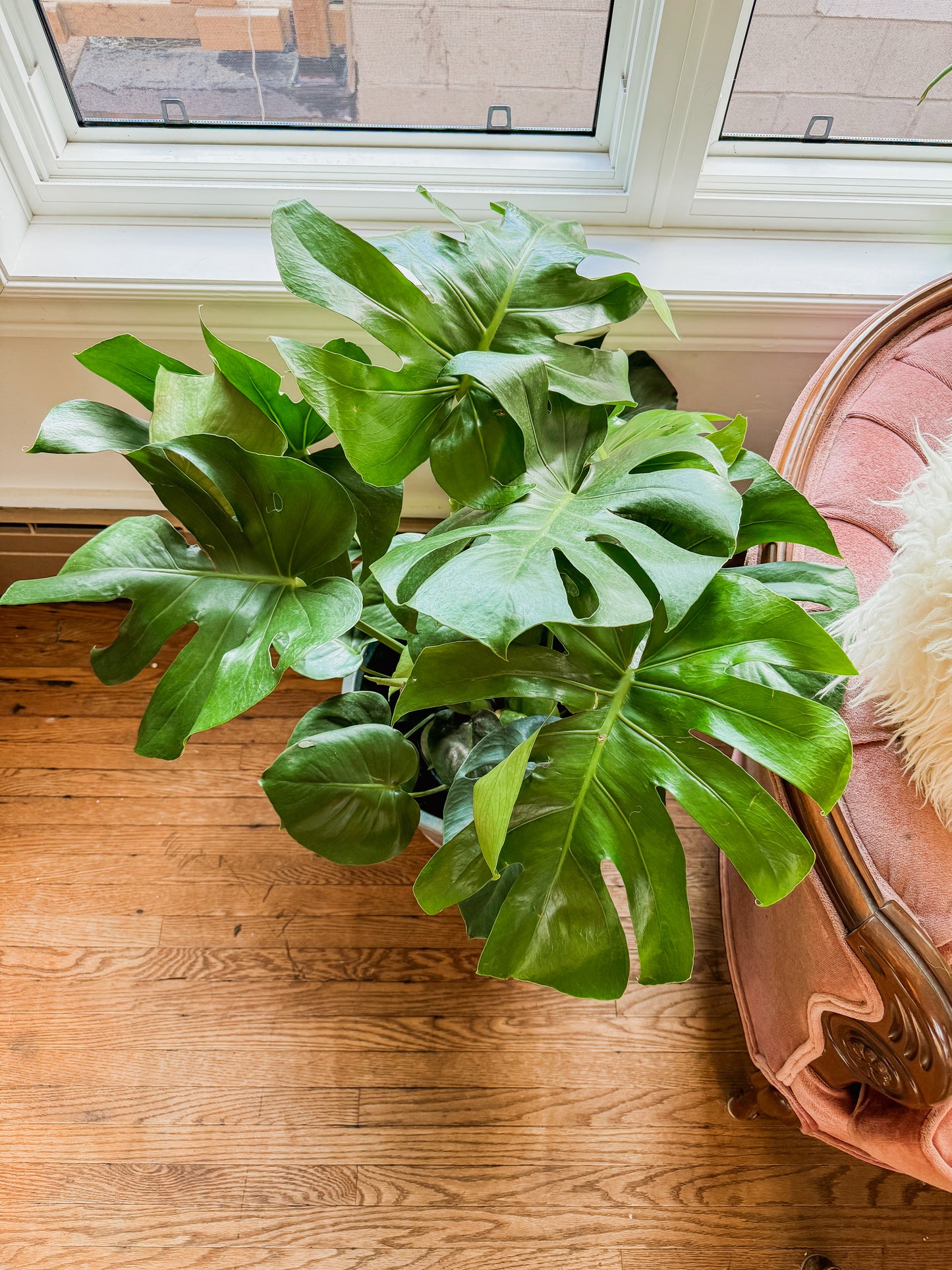 10” Monstera with Tin Pot