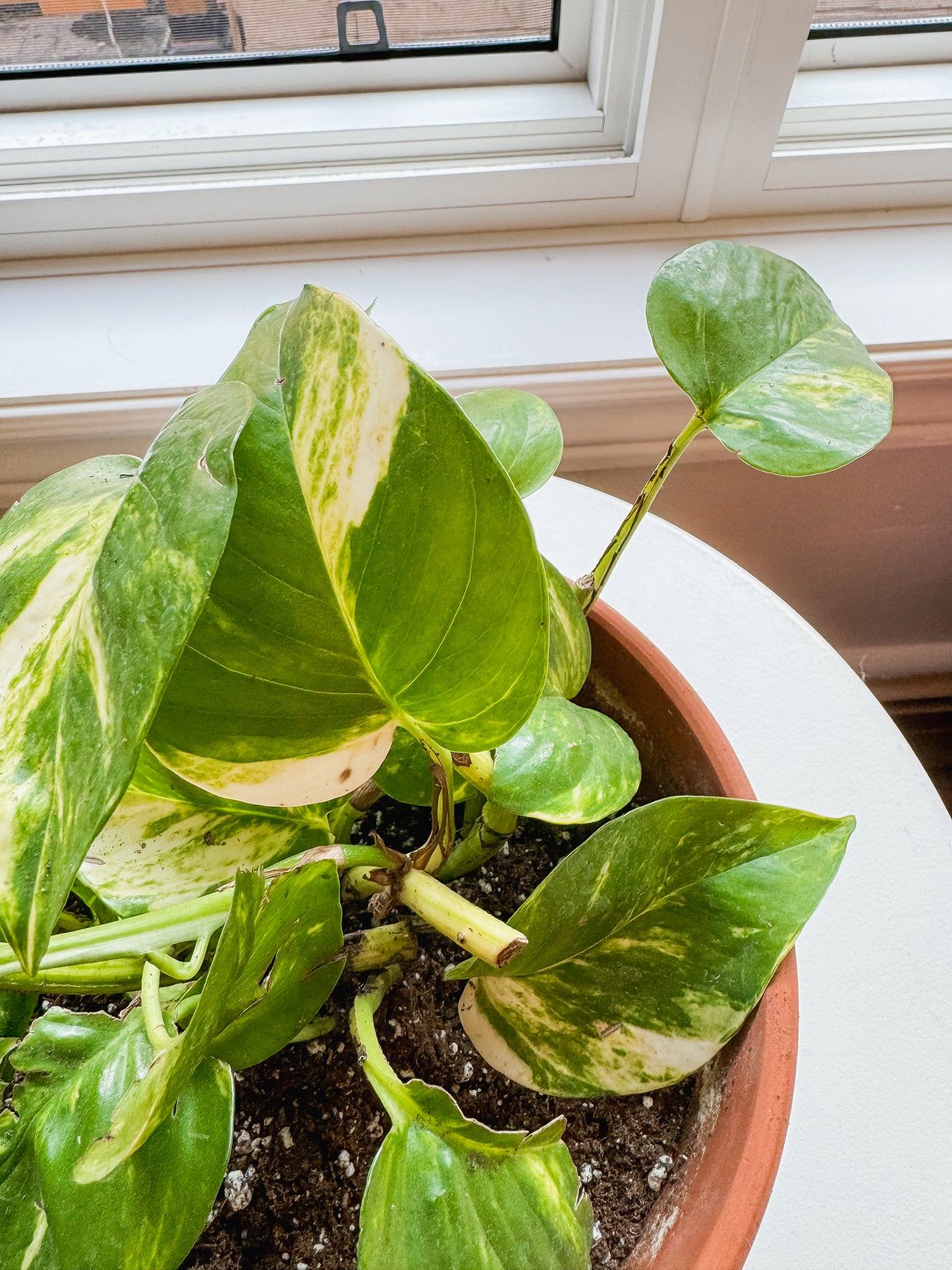 7” Terracotta Hawaiian Pothos