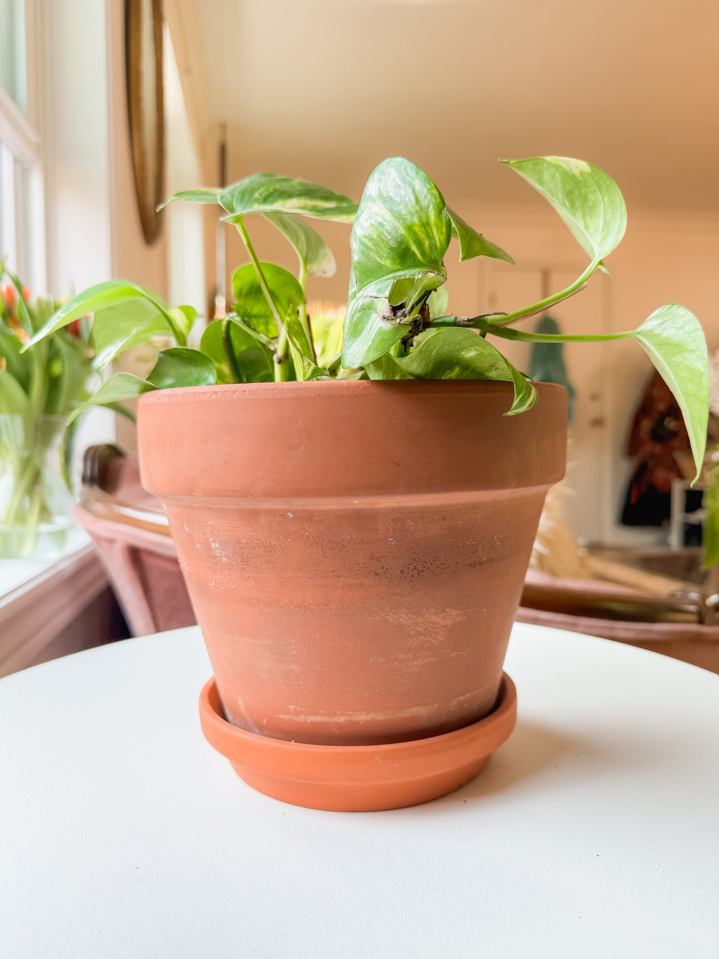 7” Terracotta Hawaiian Pothos