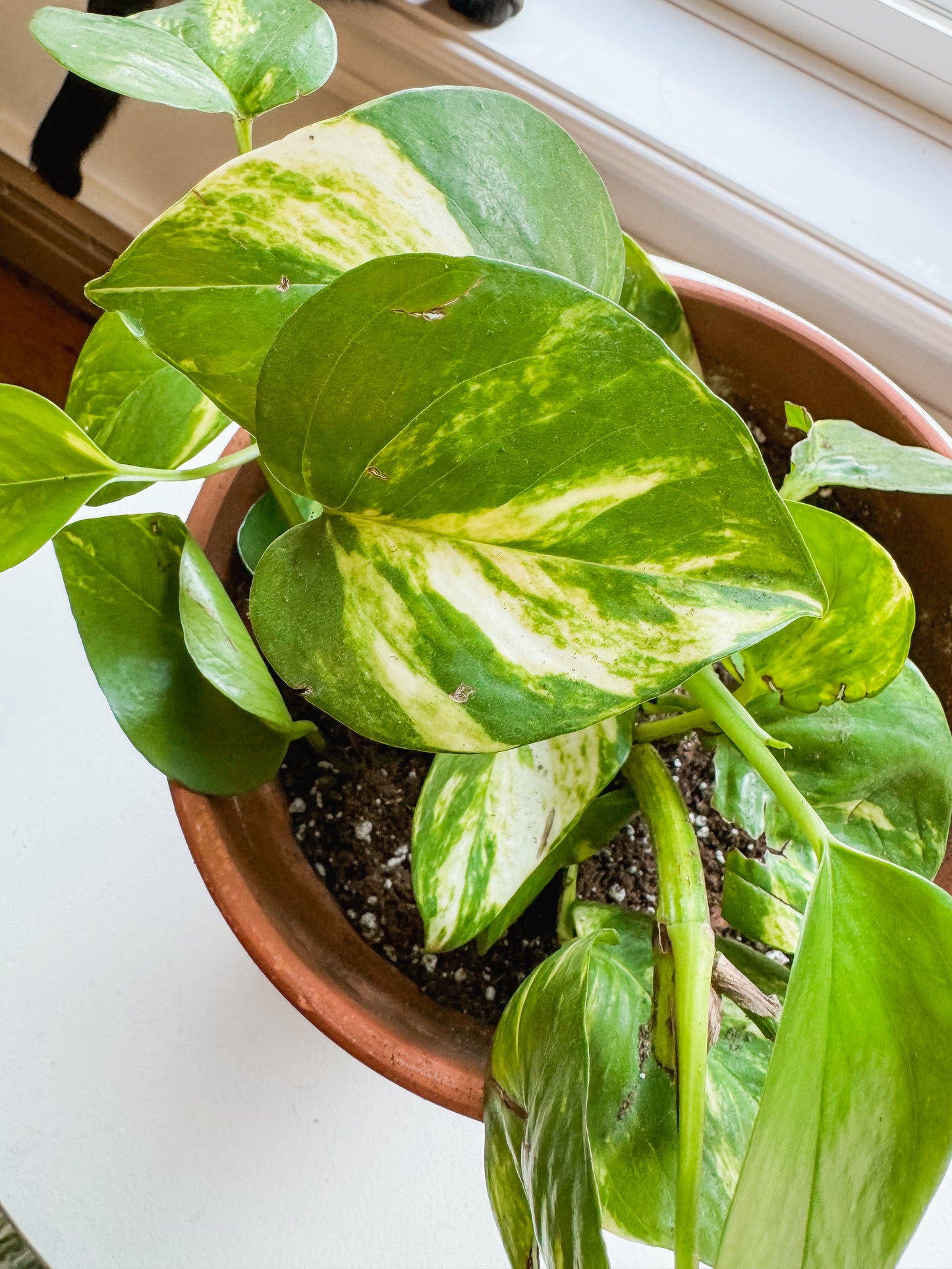 7” Terracotta Hawaiian Pothos