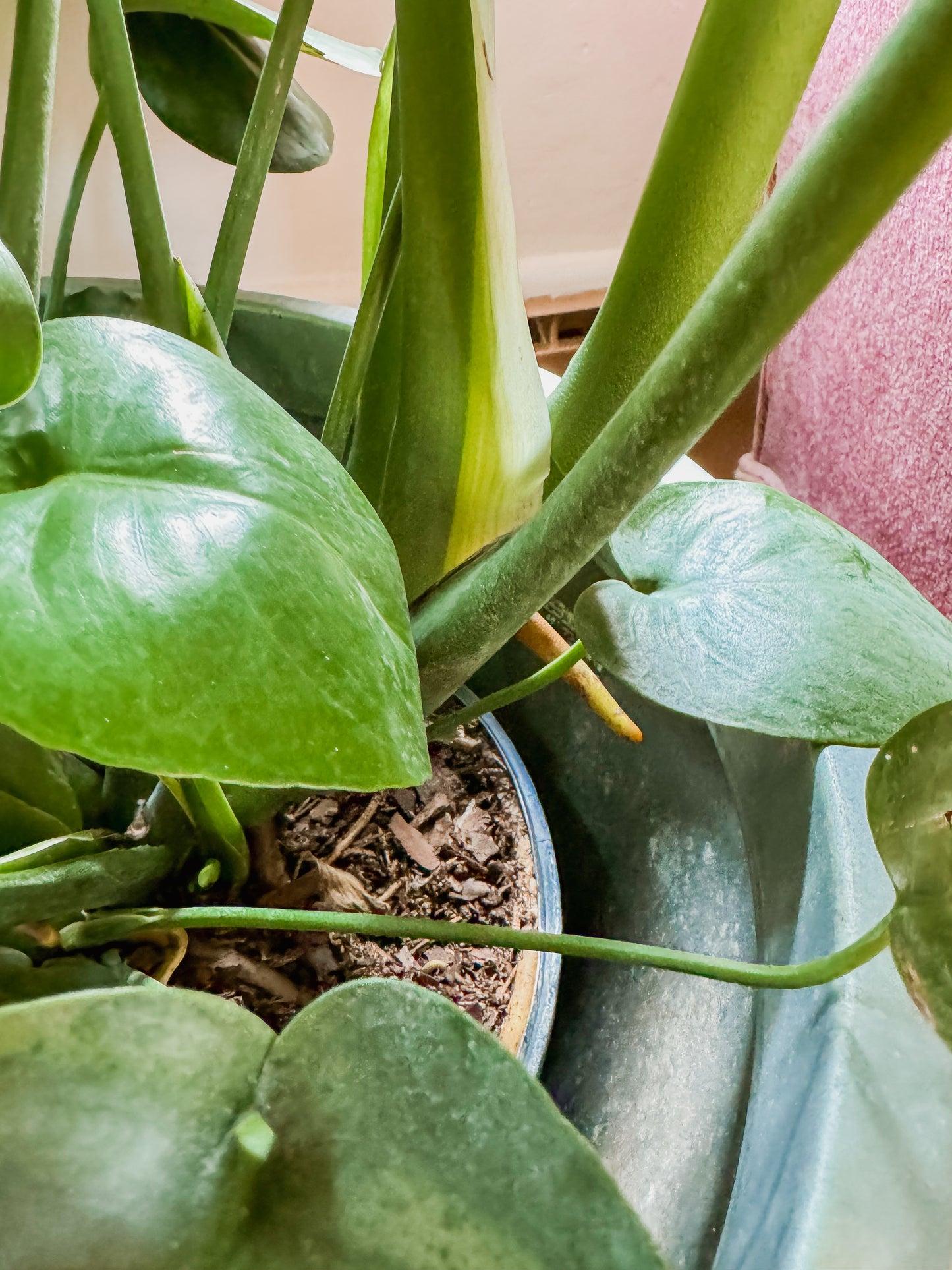 10” Monstera with Tin Pot