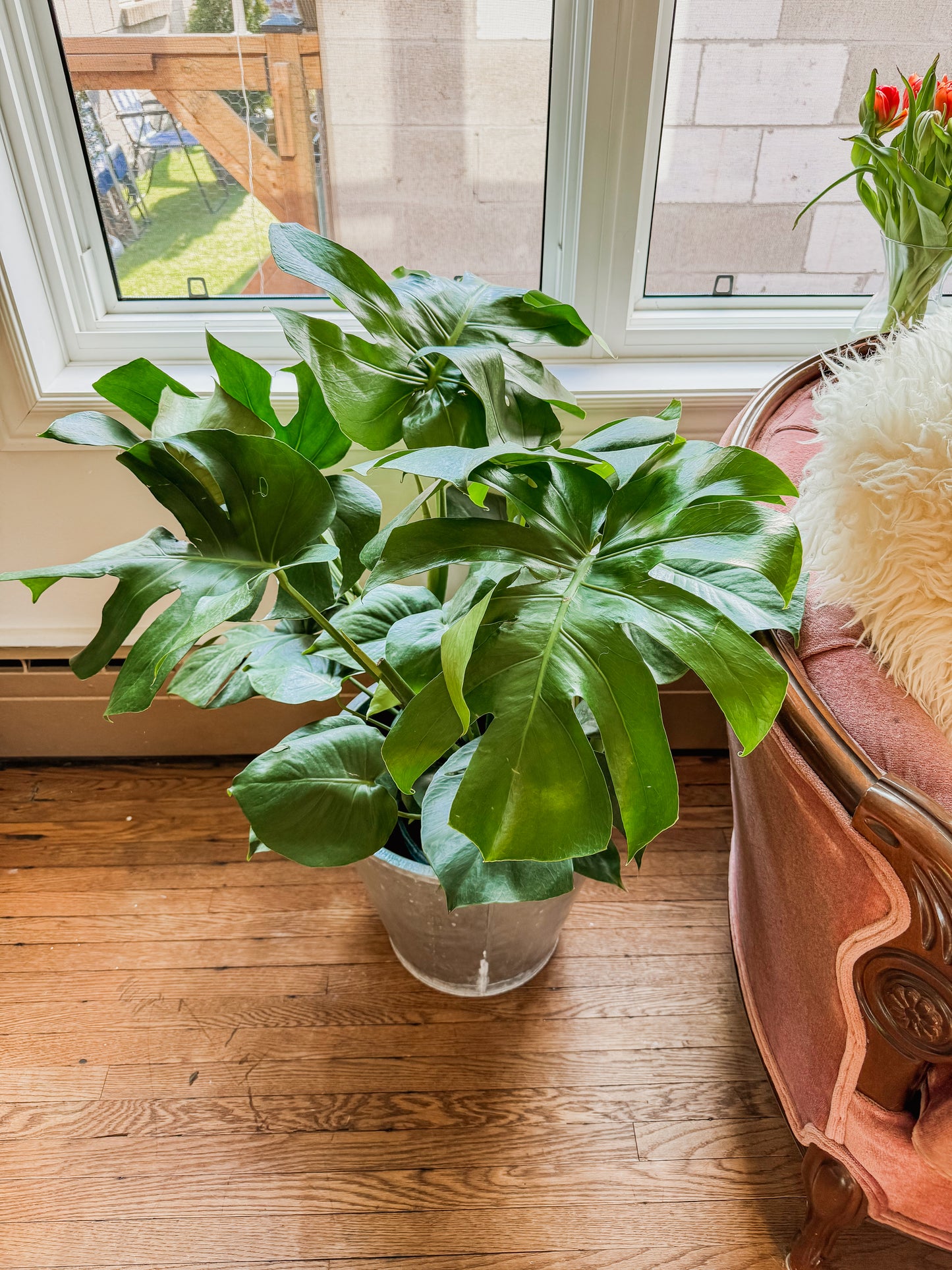 10” Monstera with Tin Pot