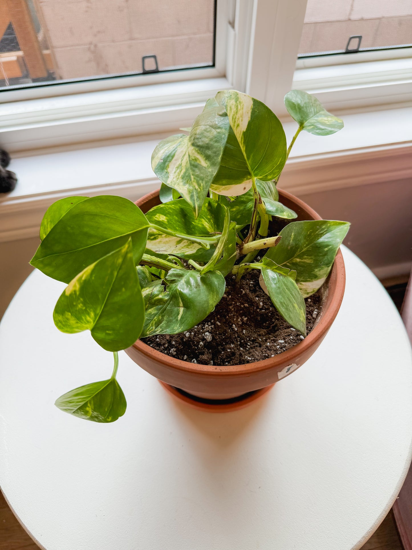 7” Terracotta Hawaiian Pothos