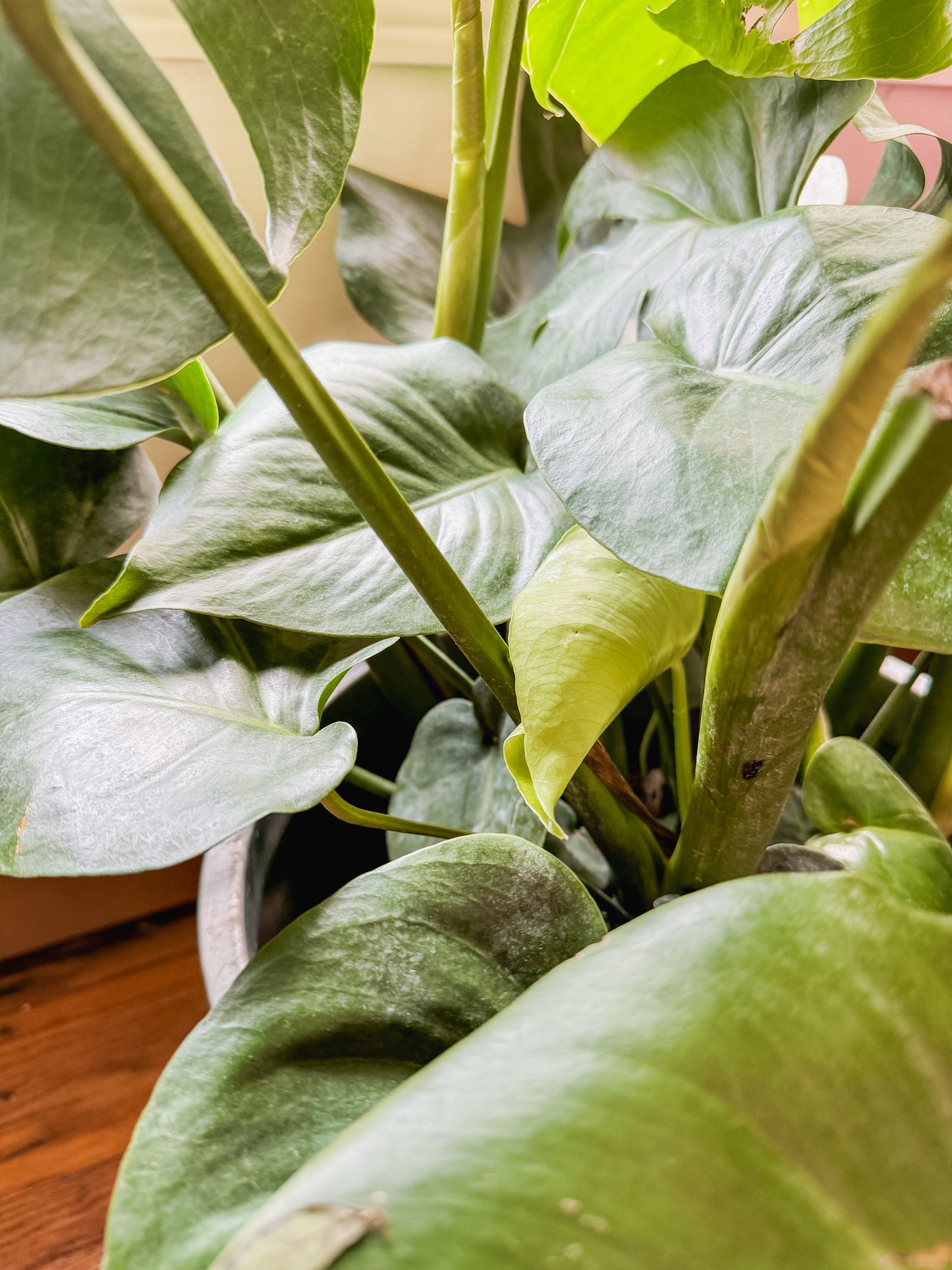 10” Monstera with Tin Pot